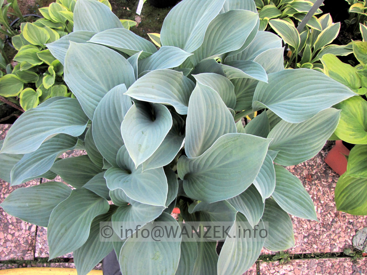 Hosta nigrescens Krossa Regal 02.JPG